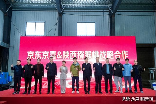 陕西猕猴桃开采：全国最大规模 京东京喜包销千万斤 同品质价格比其他平台便宜15%