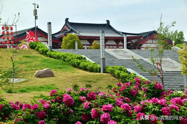 极美洛阳城牡丹迎春吐蕾绽放