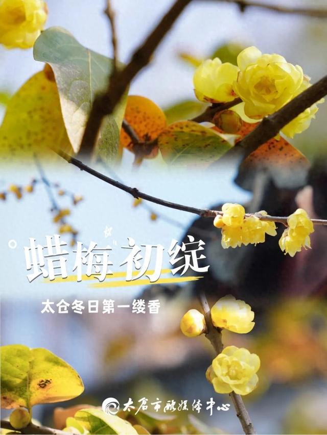 太仓“中式美学天花板”，要来了！