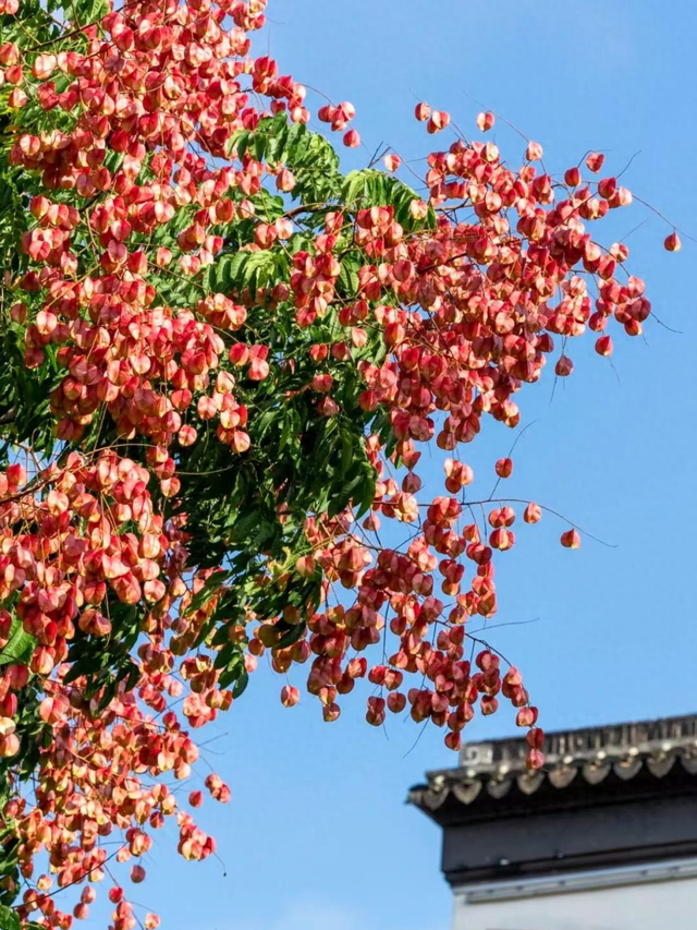 龙岩新罗赏秋指南！这些出片好景满满的氛围感~