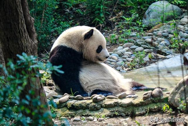 成都凭什么火成这样？外国游客暴增 61%，这波操作藏着太多门道