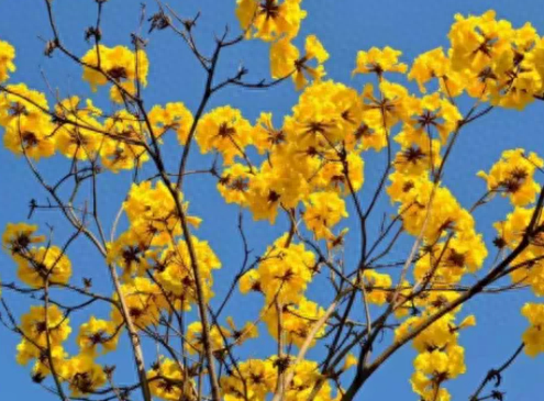 东川黄花风铃开了
