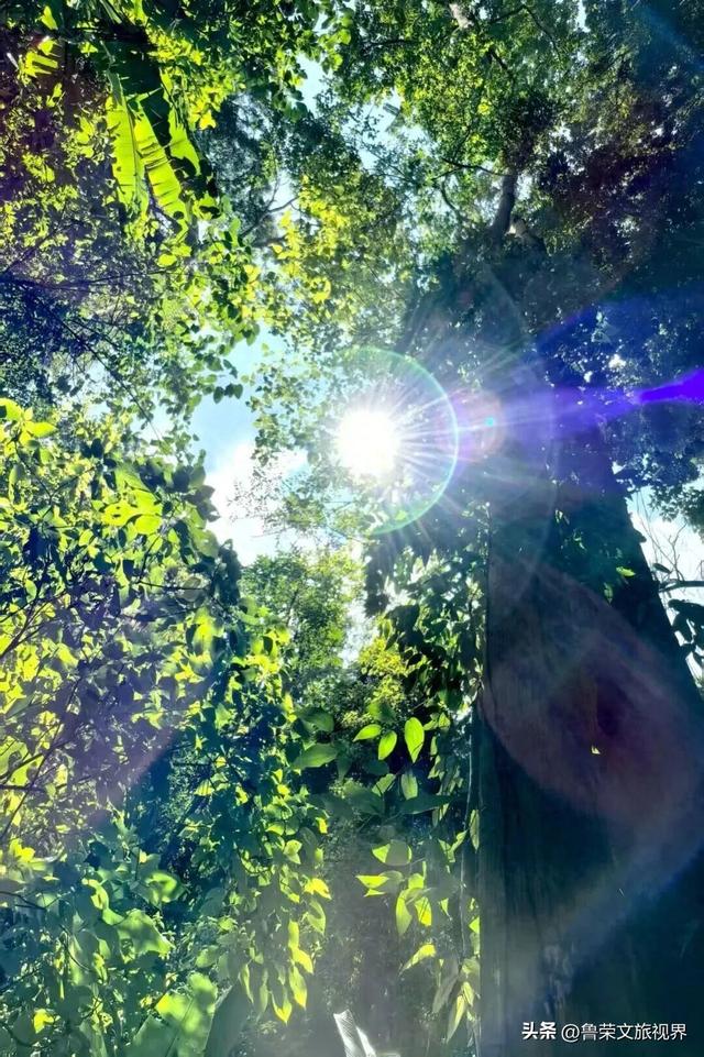 北回归线上的绿宝石：西双版纳的暖冬秘境