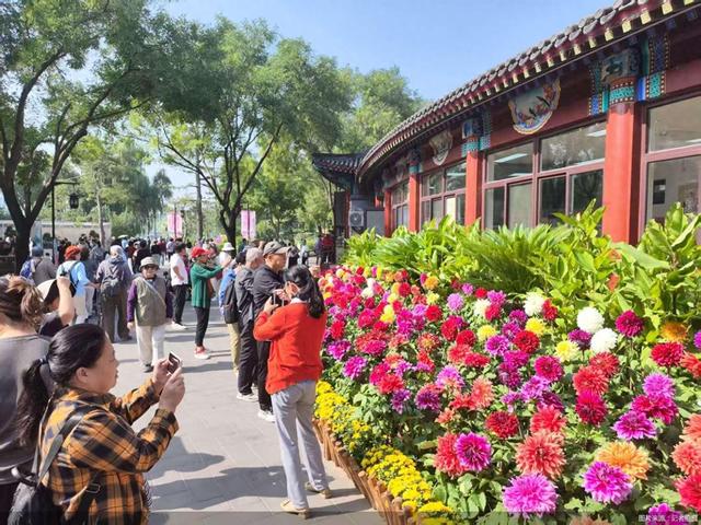 推出10余项特色活动，陶然亭公园第三届菊花文化节开幕