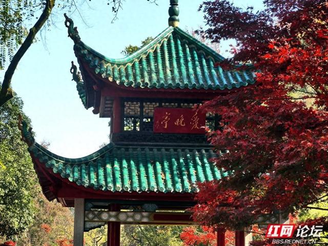 红叶漫染爱晚亭，今年岳麓山的枫景，是否能进你的心尖榜？