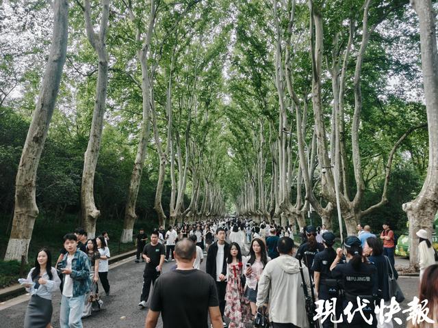 南京梧桐大道“无车”首日实探：接驳站点“车等人”，公交进景区最实惠便捷