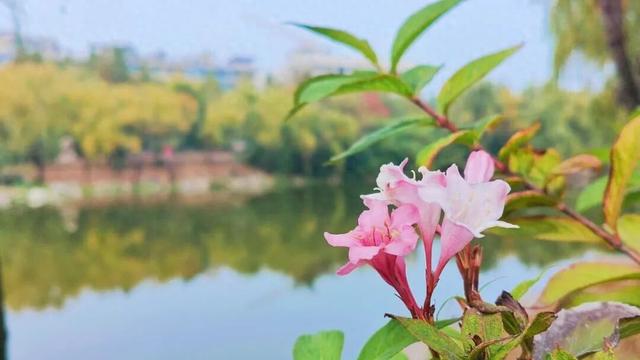 寻美薛城丨倔强！勇敢！锦带花寒冬绽放