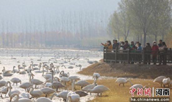 河南三门峡：天鹅黄河湿地越冬 勾画冬日生态美景