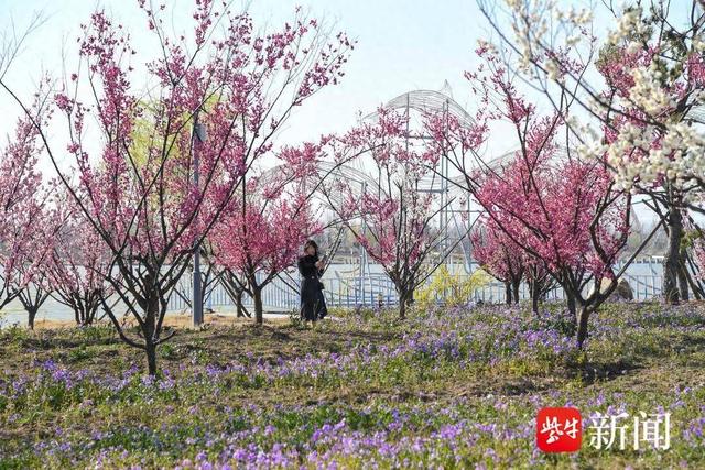 梅染月牙岛 湿地漾春光 连云港月牙岛湿地踏春赏梅正当时