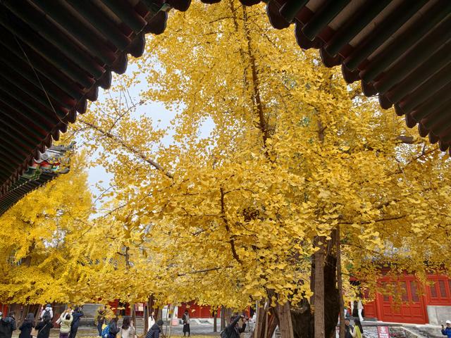 雨后天晴，承恩寺秒变“黄金殿”！银杏铺满院，古韵拉满格