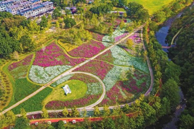 银杏披金 格桑绽彩