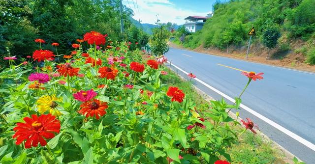 百日菊花海扮靓281省道 郧阳绿美公路成魅力新名片