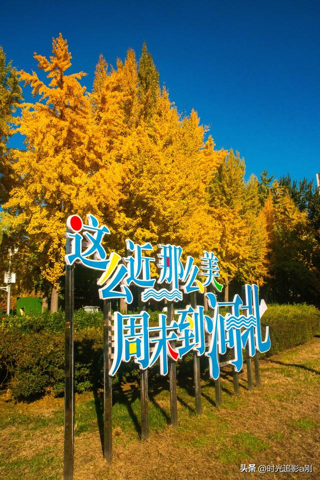 这么近那么美，银杏里的河北最美！