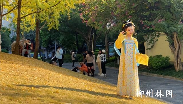 柳州市柳侯公园银杏大道迎来最佳观赏期