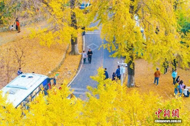 湖北安陆千年银杏林换“金装”