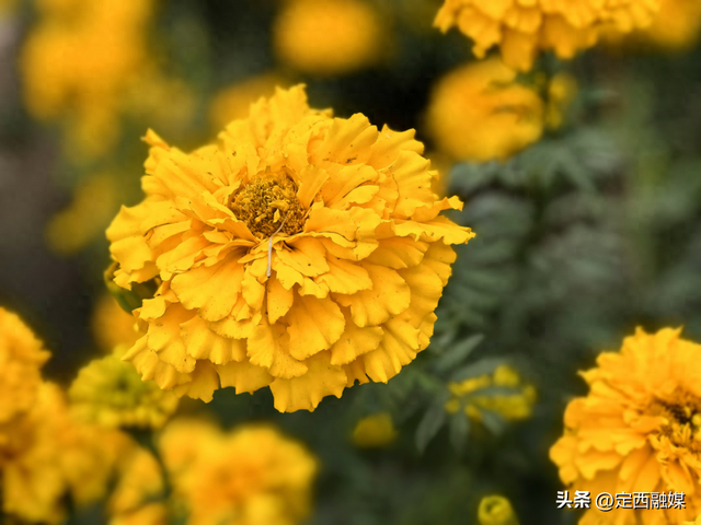 安定区：拾叶觅秋