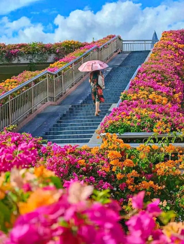 惊艳！南山60公里“空中花廊”来了~