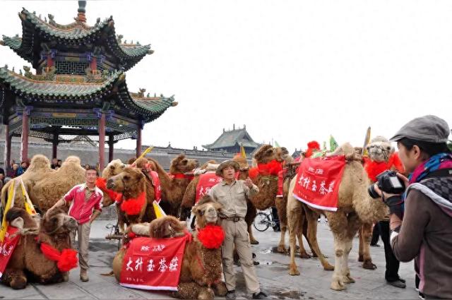 千里征程贯五省，驼铃串起丝路情