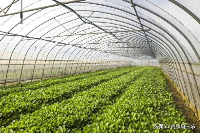 适合大棚种植的蔬菜品种有哪些（大棚种植掘金指南选对品种）