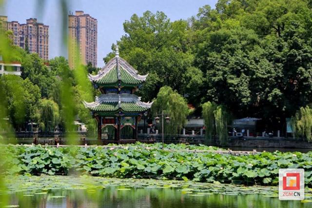 富顺西湖：荷气袭人知昼暖 满湖风露一城香