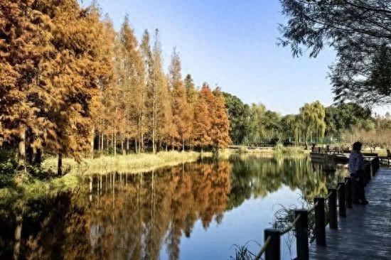 杉杉“红”了！长三角这些地方正上演视觉大秀