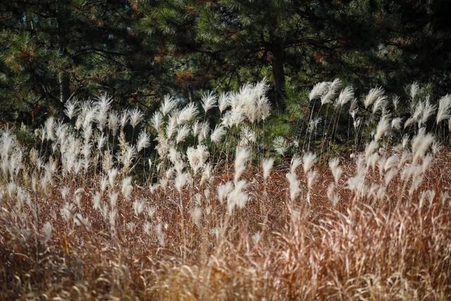 晴天赏“雪”！北坞公园又出片了