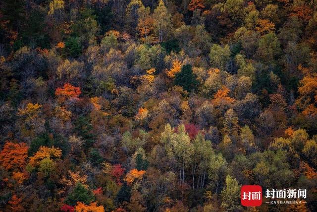 最佳观赏季来了 在红叶彩林间追逐初冬浪漫 | 图集