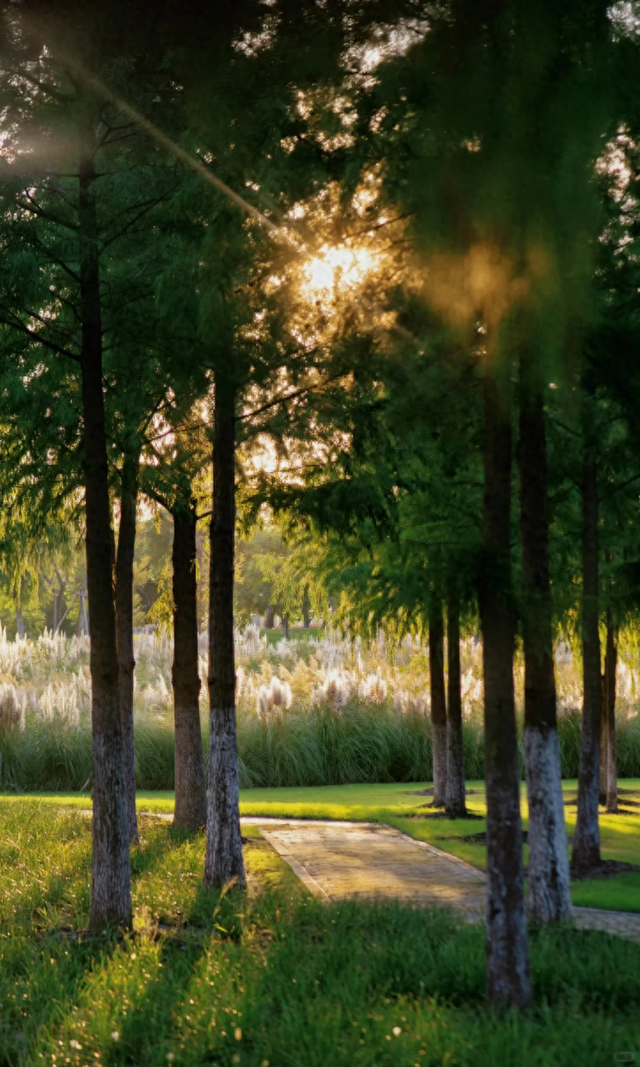 上海竟然藏了一片长满粉黛与芦苇的免费小众仙境！还有水杉渐红→