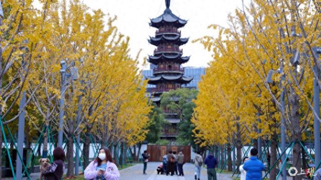 美景叠加禅意：龙华寺成为上海热门赏秋胜地