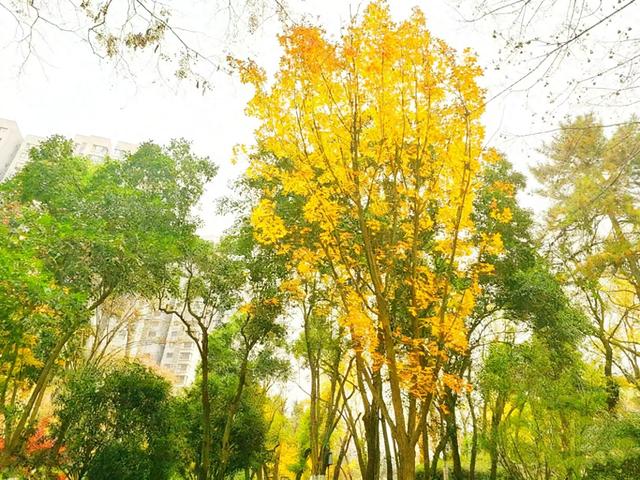 初冬限定之美——兴庆宫里的一步一景