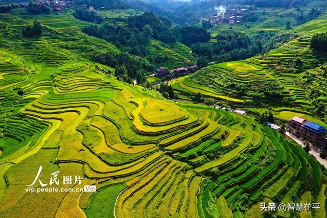 广西融水：秋染苗山“丰”景美