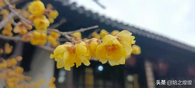 顾之盼之，喜而恋之