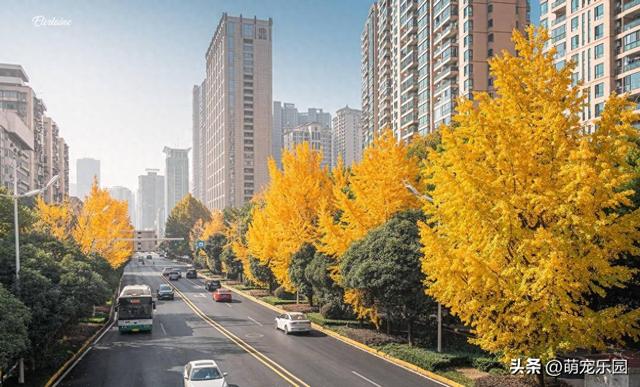 地铁B口现金色烟花，连看3天被治愈，错过银杏暴击后悔一整年