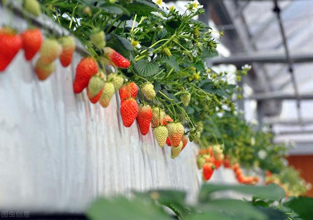 如何种植草莓呢（手把手教你种草莓）