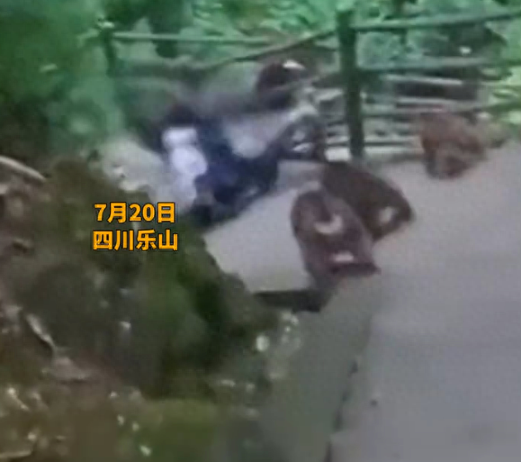 峨眉山泼猴又上热搜！多名游客遭追逐滚下山，景区回应：无法避免