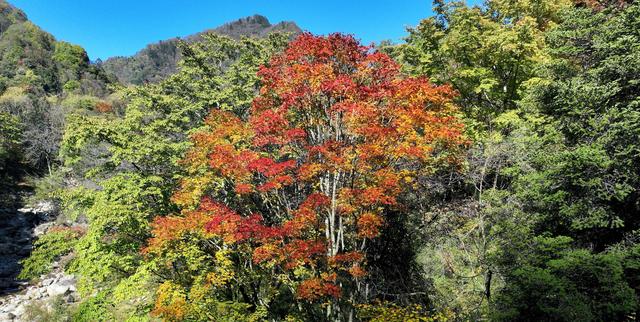 看满山红叶来这里，离广元2仅小时，3条线路任你玩，人少景美！