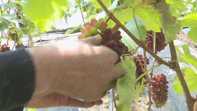 悠然家乡，蓝天白云，青山绿水，自然之美无处不在。请到大美盘山来（第633篇）