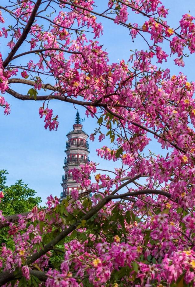 顺德冬日限定花海绽放 市民邂逅粉色浪漫