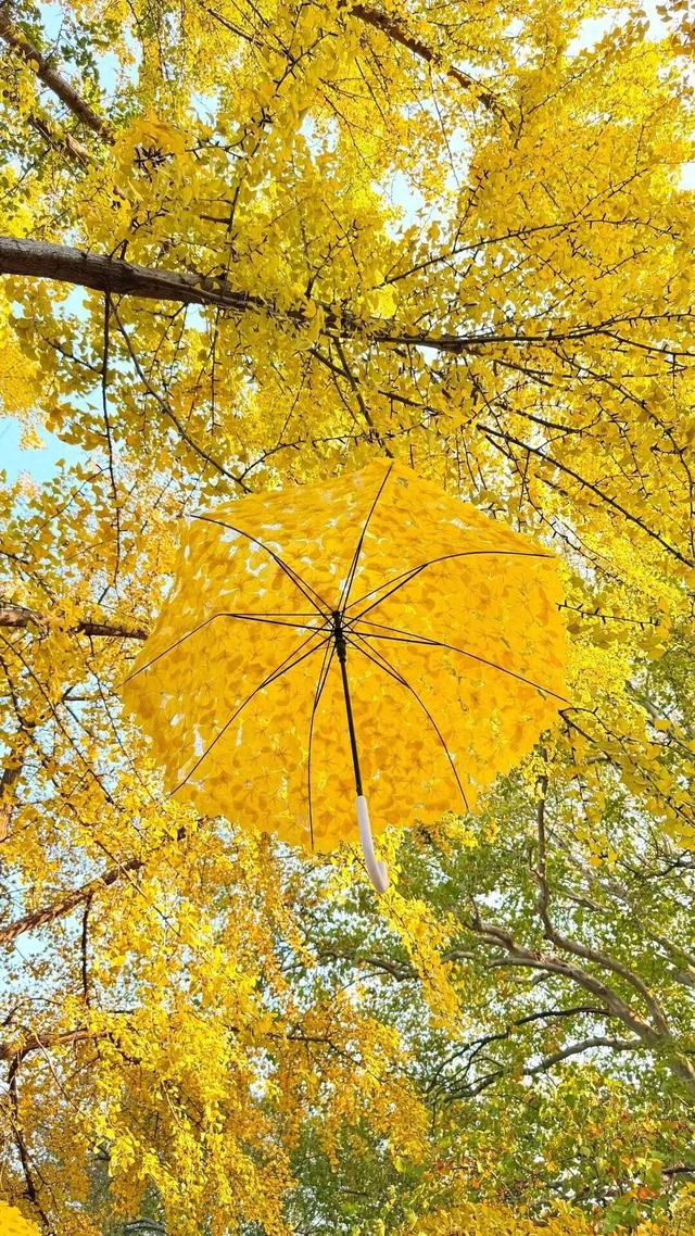 全网刷屏的“银杏伞”，南京也有！