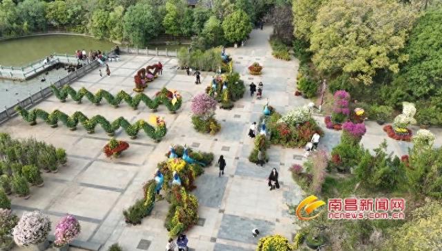 天香园万余株菊花扮靓冬日