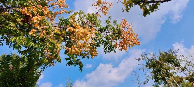 寻美薛城丨金色浪漫！森林公园里的“栾树”花开正艳，枝头流金溢彩！
