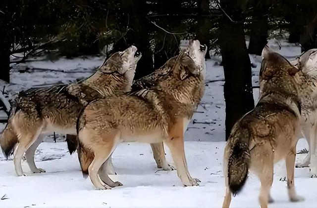 清朝山西，狼吃人有多恐怖？狼群进家吃娃，县志记载让人脊背发凉