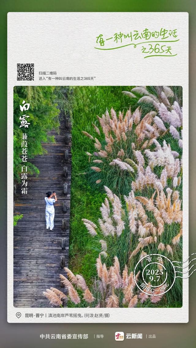 蒹霞苍苍 白露为霜 在这里具象化了｜有一种叫云南的生活之365天