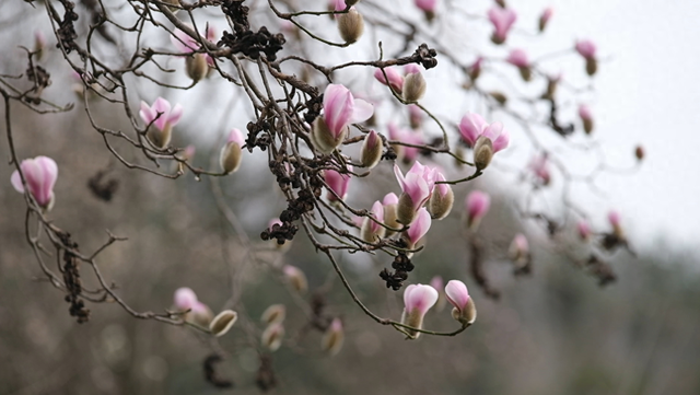 冬阳暖川北 青川县辛夷早绽报春来