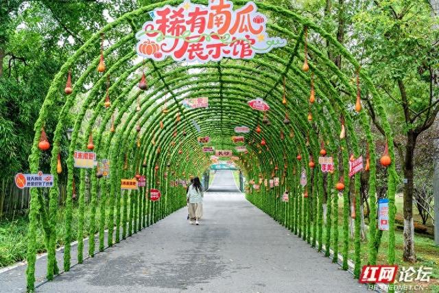 秋日限定浪漫！在长沙这片绿野中邂逅萌趣“稻”艺