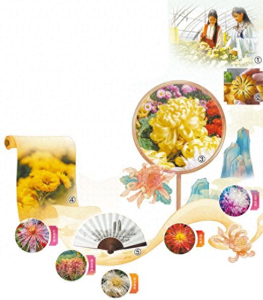 花开傲霜枝 菊色满晋阳（一朵花读懂一座城）