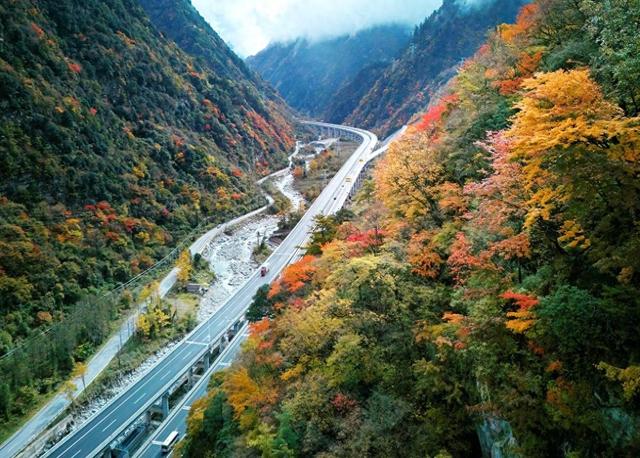 四川平武：绝美彩林迎客流高峰 “快旅慢游”成自驾热潮