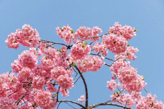 江苏无锡：周末2天21万人次挤爆鼋头渚！太湖佳绝处点燃“春日经济”