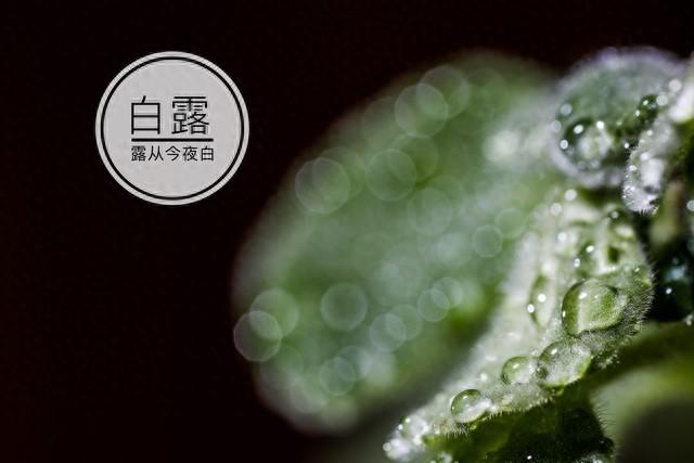 今日白露，老人说“白露没有露，冬雪要封门”，2025年冬天冷吗？