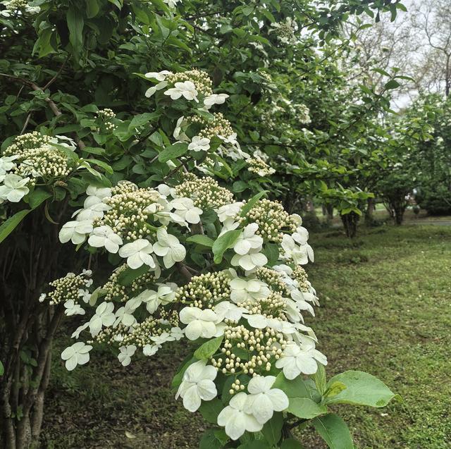扬州：天下无双的琼花，在廉政广场盛开了